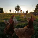 The Feathered Nest At The Cracked Hen Bed & Breakfast 3*