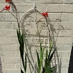 The Feathered Nest At The Cracked Hen 3* Gorey